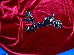 ���[�Y�s���N�̃T�e���Ɩ����܂�����