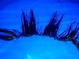 �i�C�������Ȃ̂ŔM�Ɏア�̂��H