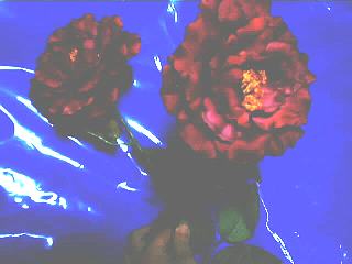 �͂Ƃ�I�і��C���[�W�̉ԁA���O�`�I