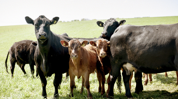 今年の主役？　イングランド・ドーセット