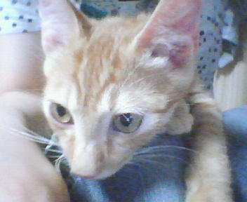 �Ƒ��ɂȂ肽�ĂP