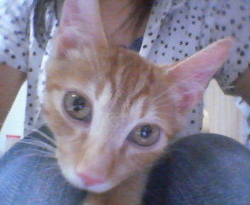 �Ƒ��ɂȂ肽�ĂQ