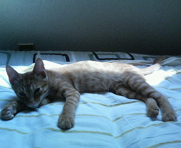 �q�L����@�x�b�h�łP