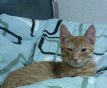 �q�L����@�x�b�h�łQ