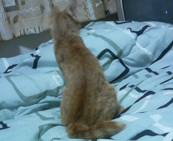 �����낷����