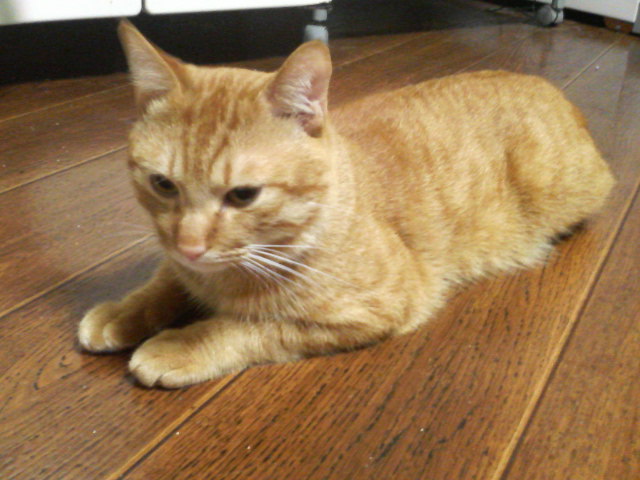 ���ӂ��񂭂�