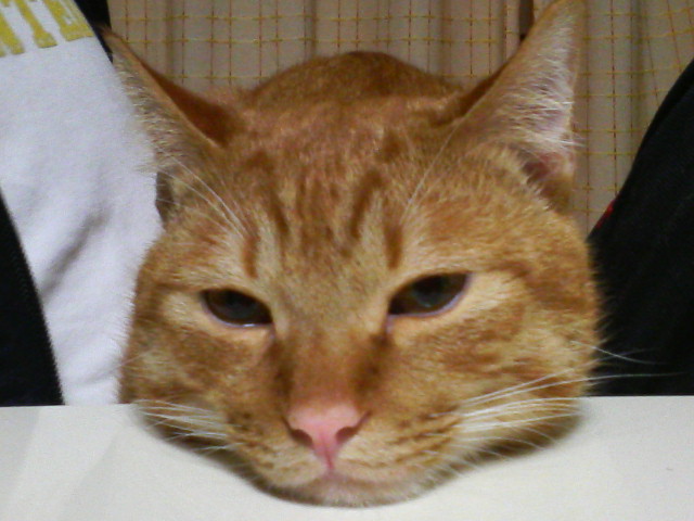 ���ɂ���