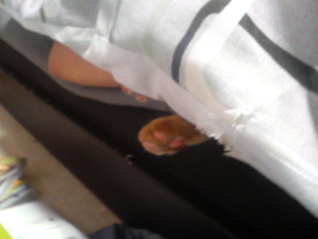 ���������Ă�