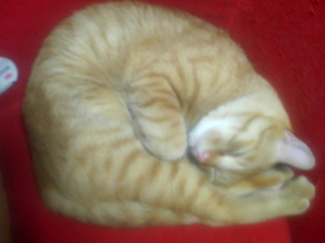 ���񂲂ނ��Q