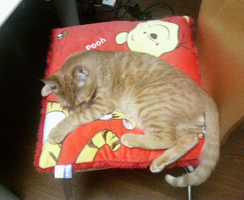 ���C�ɓ���̃N�b�V����